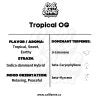 Tropical OG Terpeny